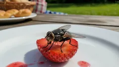 Hyttys on laskeutunut ruoalle – voiko sitä syödä? Lääkärit antavat vastauksen